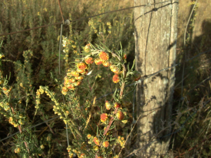 Artemisia campestris / Assenzio di campo
