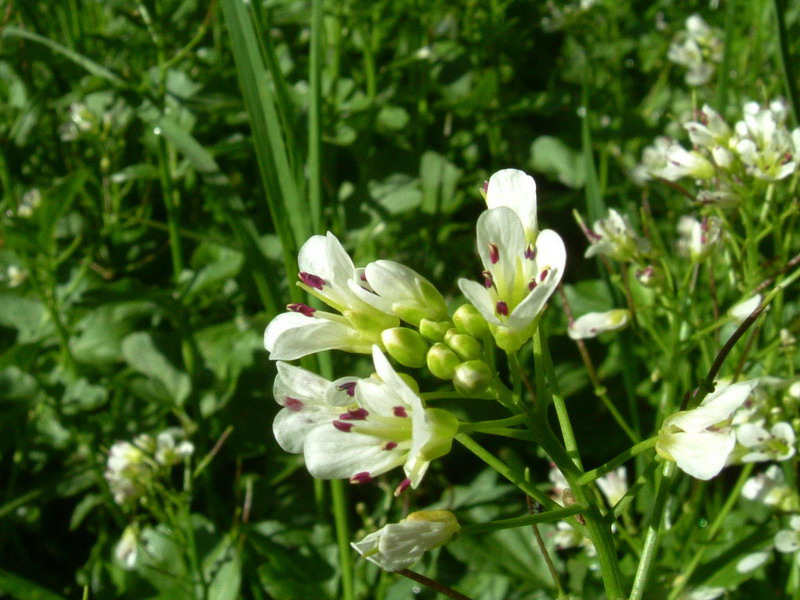 Cardamine amara / Billeri amaro