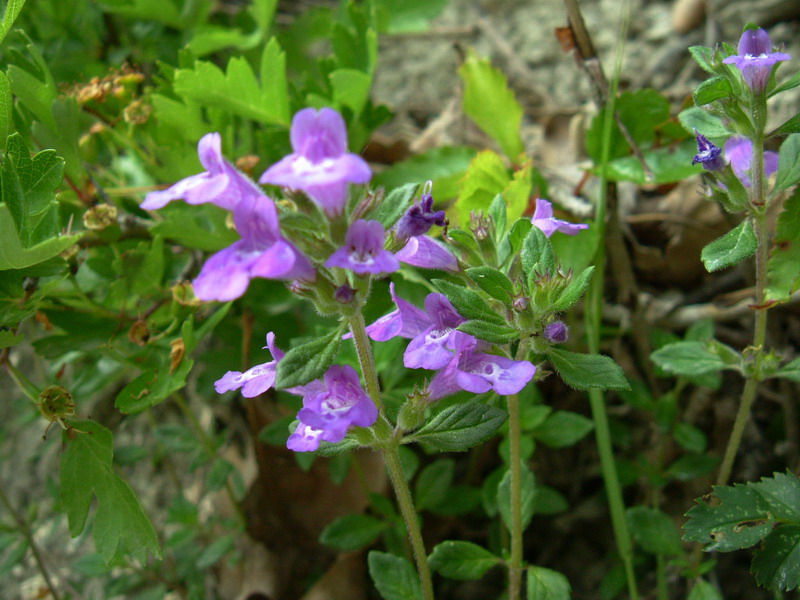 Acinos alpinus