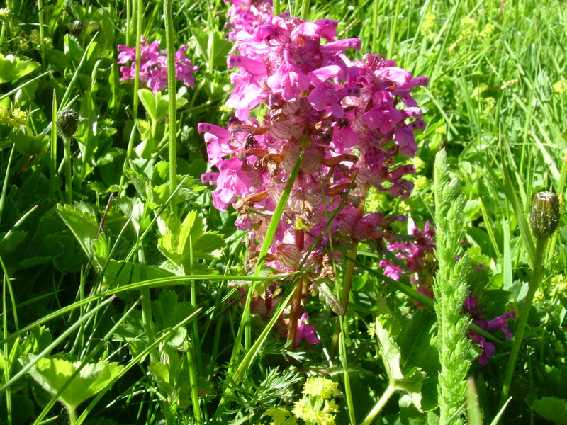 Pedicularis verticillata