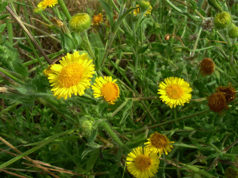 Pulicaria dysenterica / Incensaria comune