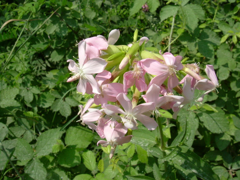 Saponaria officinalis / Saponaria comune