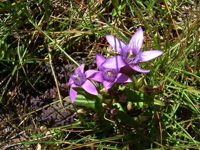 Dal passo Rolle 5 - Gentianella anisodonta