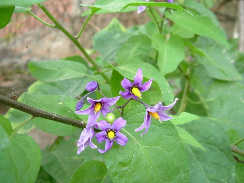 Lungo un canale 1 - Solanum dulcamara