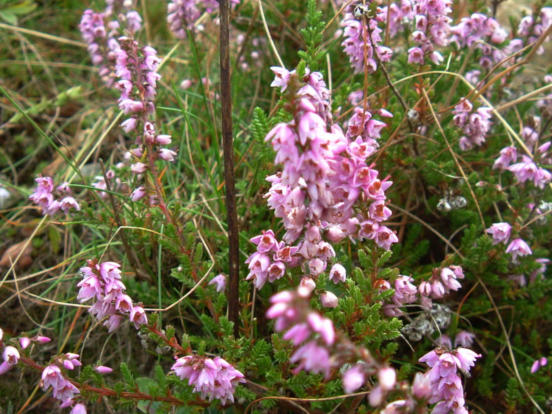 Calluna vulgaris / Brugo