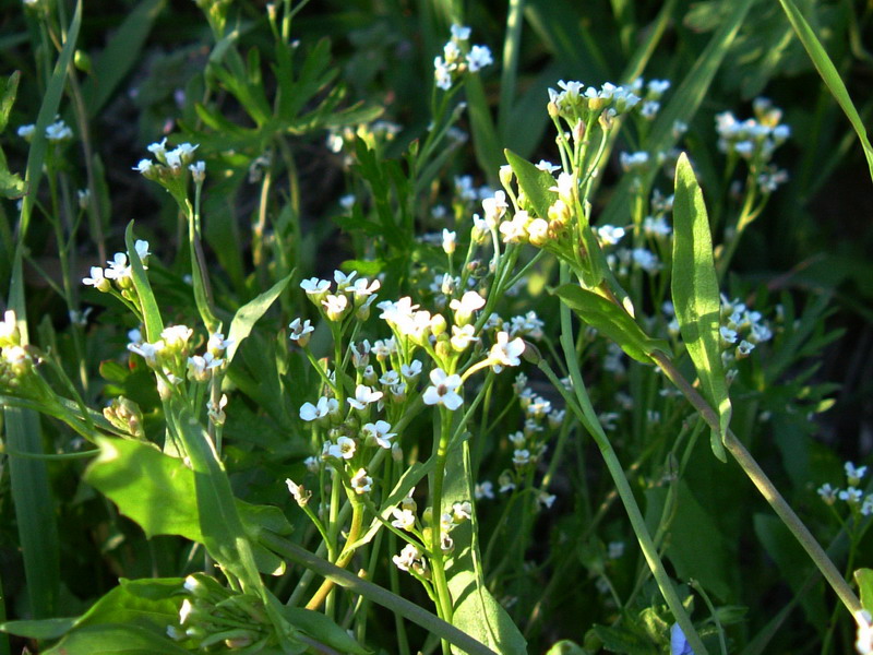 Da determinare2 - Calepina irregularis