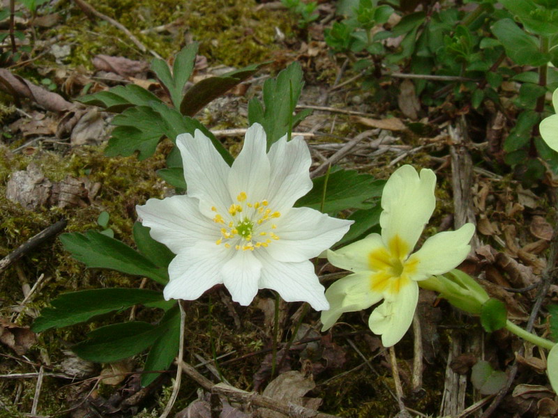 Nel bosco - Anemone nemorosa