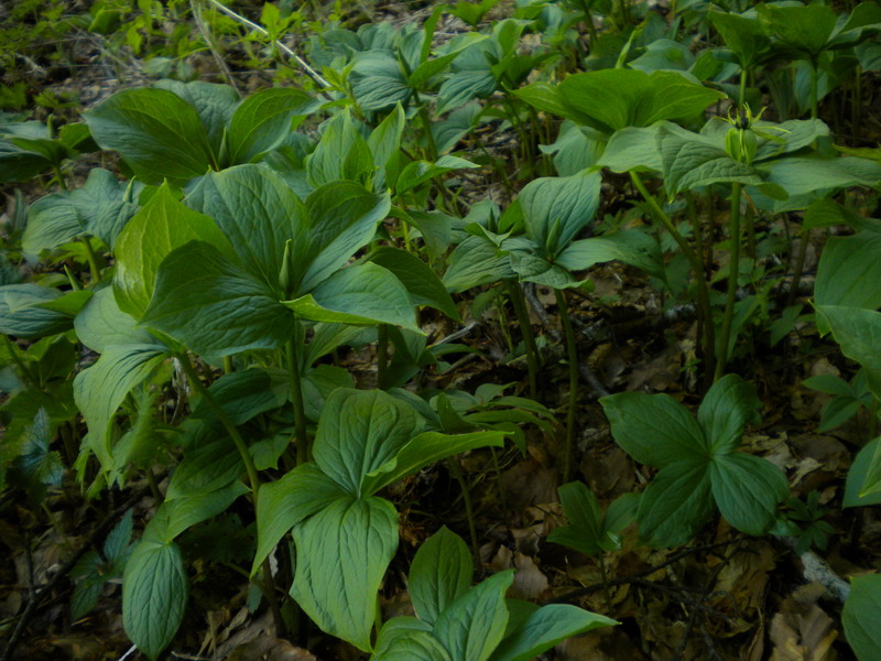 Paris quadrifolia