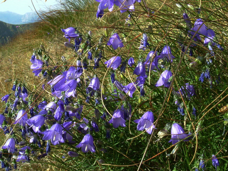 Campanula rotundifolia / Campanula soldanella