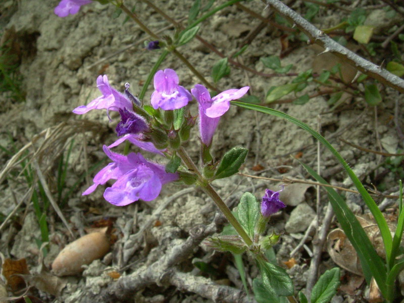 Acinos alpinus