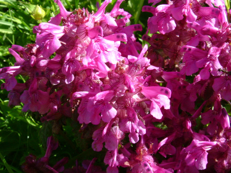 Pedicularis verticillata