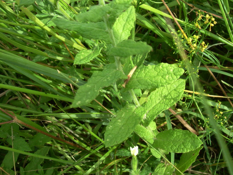 Pulicaria dysenterica / Incensaria comune