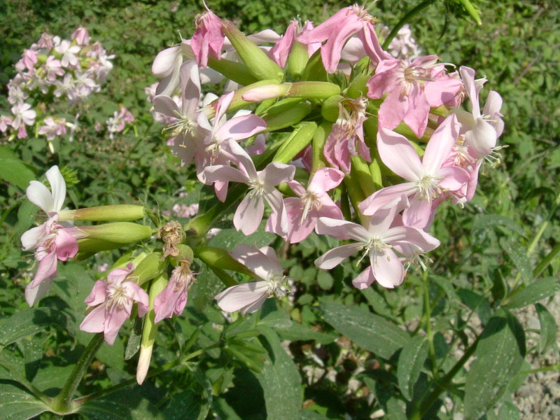 Saponaria officinalis / Saponaria comune