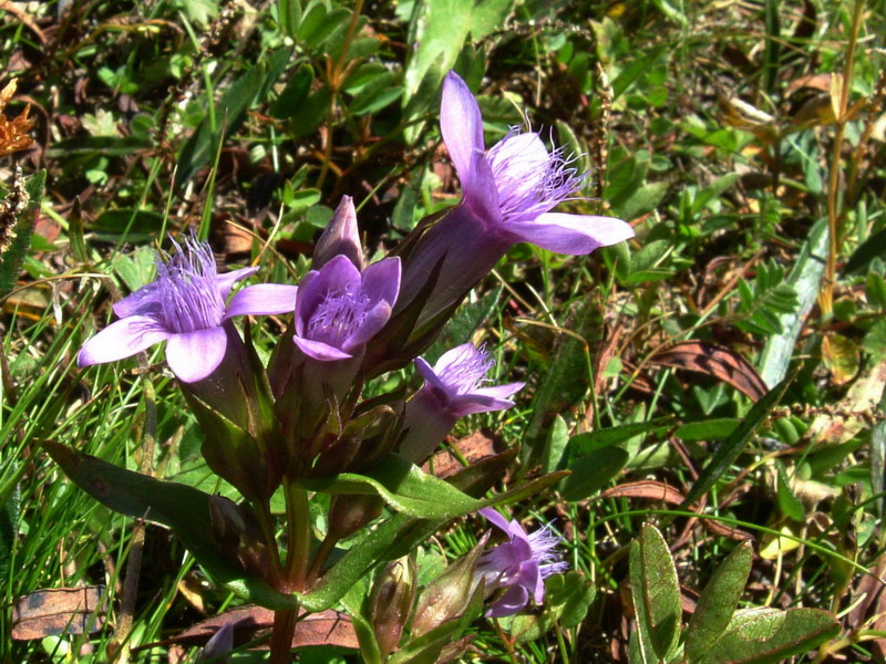 Dal passo Rolle 5 - Gentianella anisodonta