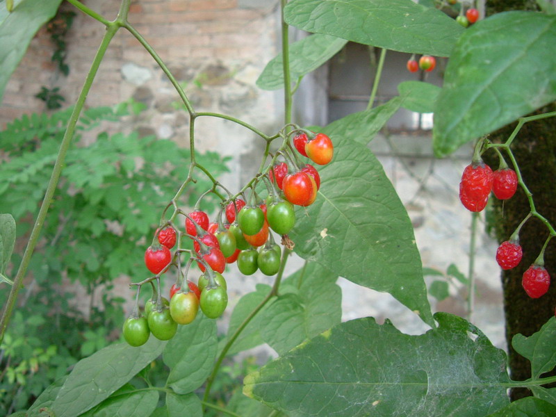 Lungo un canale 1 - Solanum dulcamara