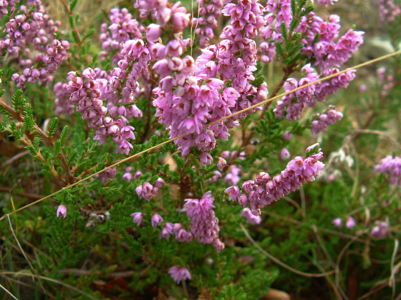 Calluna vulgaris / Brugo