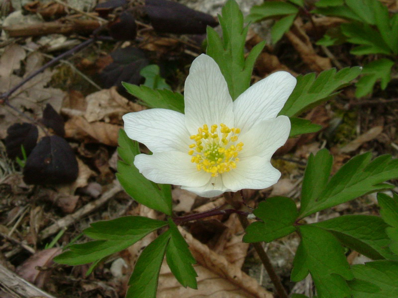 Nel bosco - Anemone nemorosa