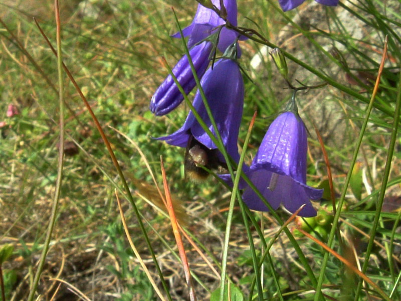 Campanula rotundifolia / Campanula soldanella