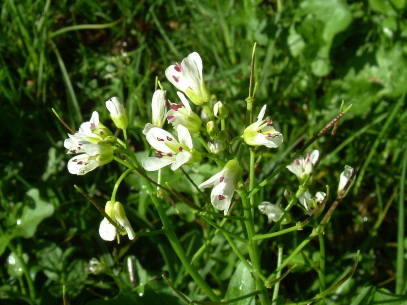 Cardamine amara / Billeri amaro