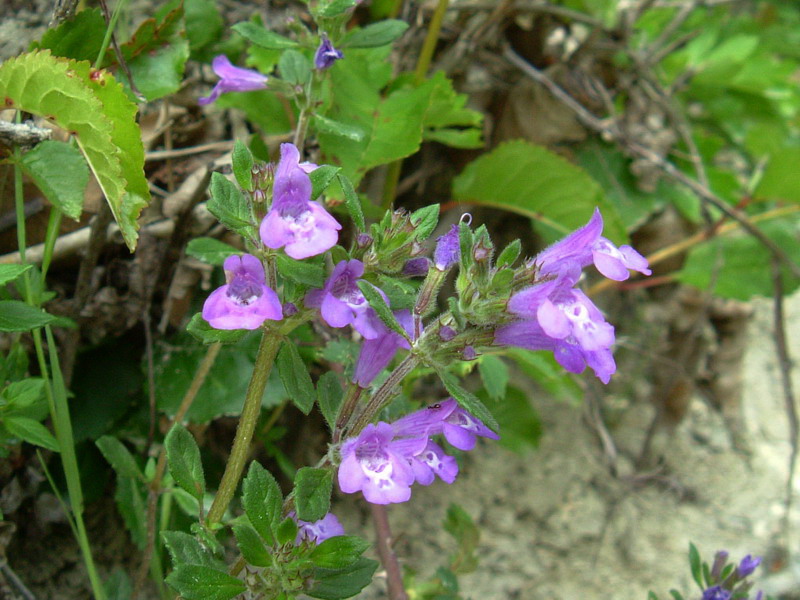 Acinos alpinus