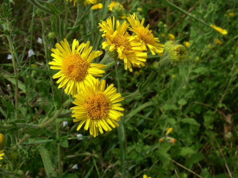 Pulicaria dysenterica / Incensaria comune