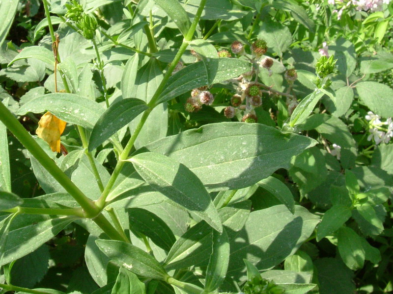 Saponaria officinalis / Saponaria comune