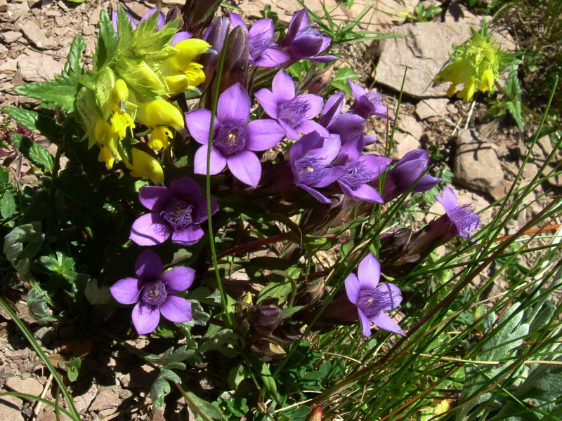 Dal passo Rolle 5 - Gentianella anisodonta