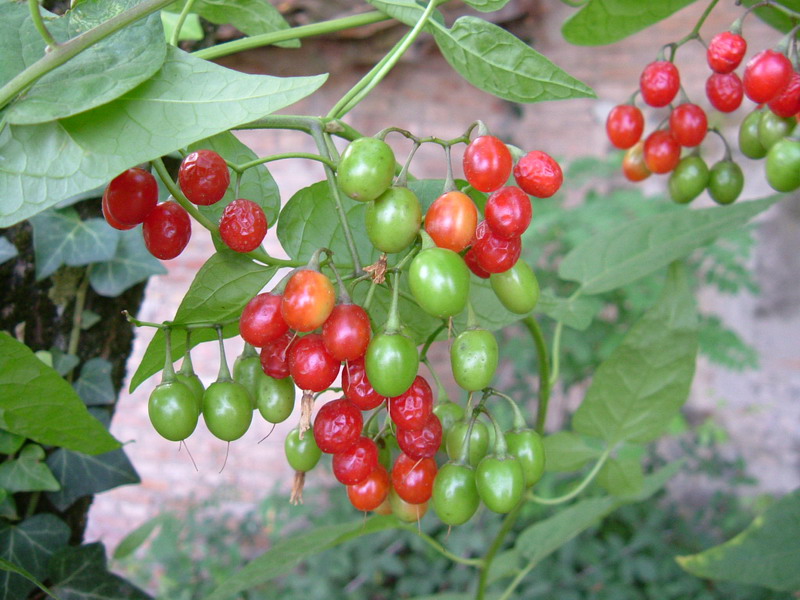 Lungo un canale 1 - Solanum dulcamara