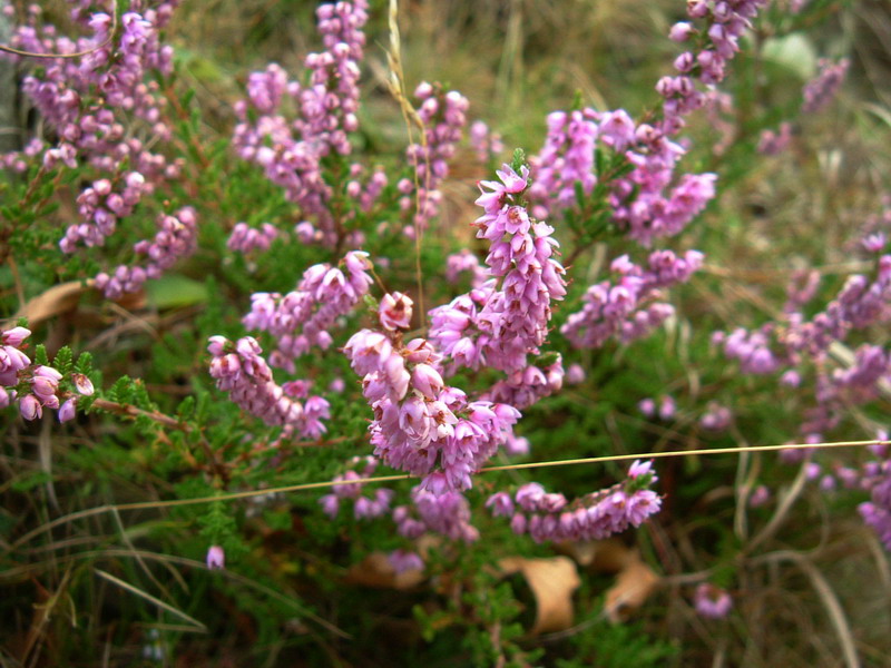 Calluna vulgaris / Brugo