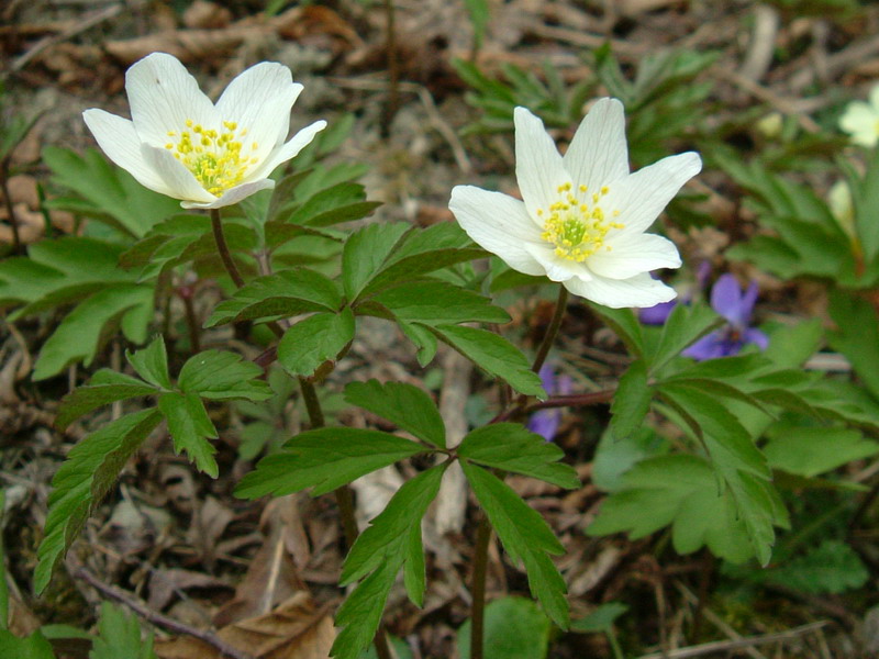 Nel bosco - Anemone nemorosa