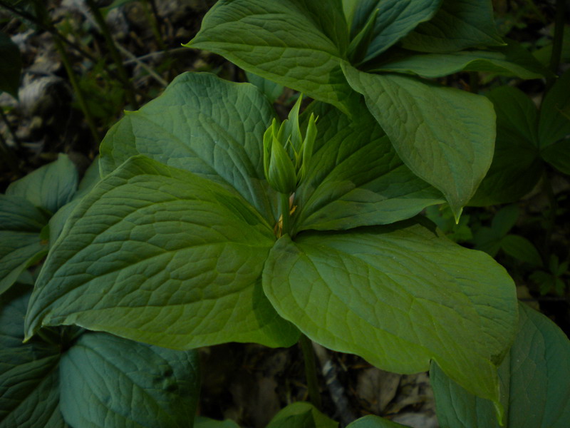 Paris quadrifolia