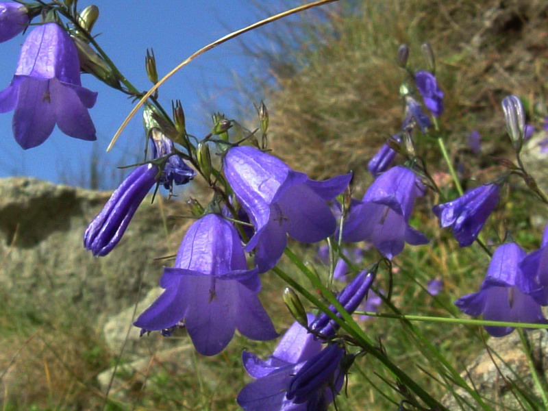 Campanula rotundifolia / Campanula soldanella