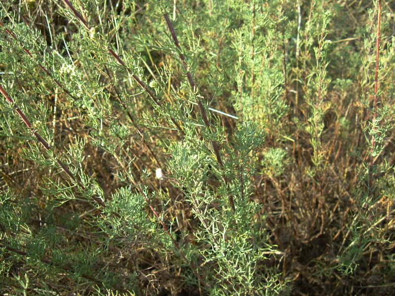 Artemisia campestris / Assenzio di campo