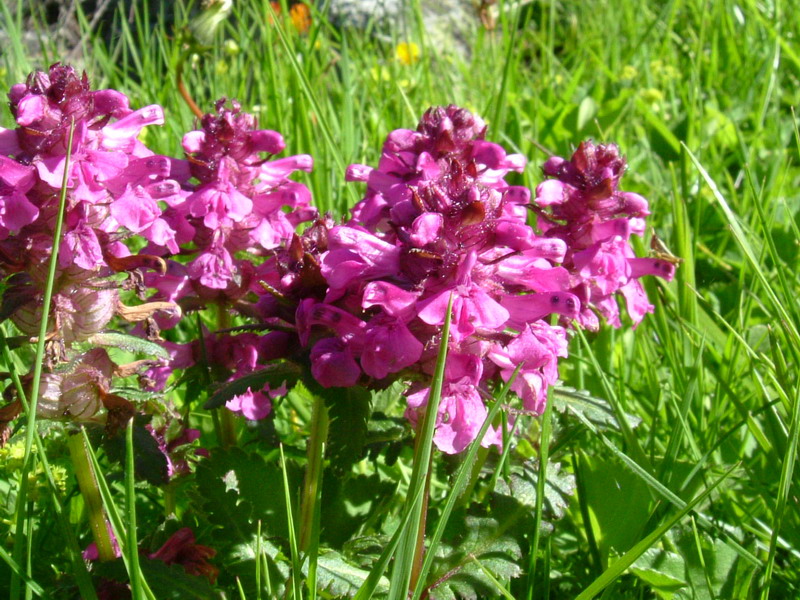 Pedicularis verticillata