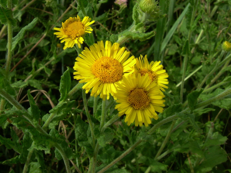 Pulicaria dysenterica / Incensaria comune