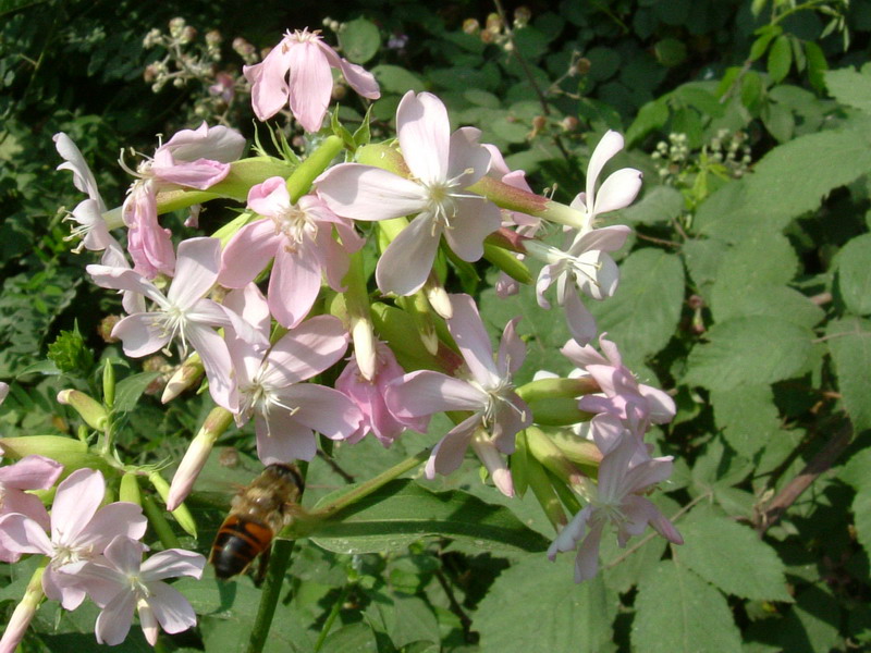 Saponaria officinalis / Saponaria comune