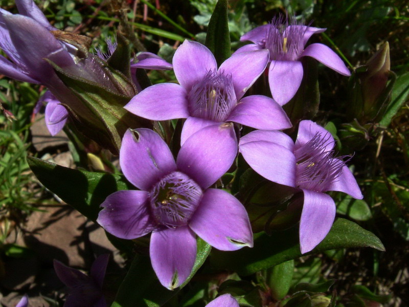 Dal passo Rolle 5 - Gentianella anisodonta