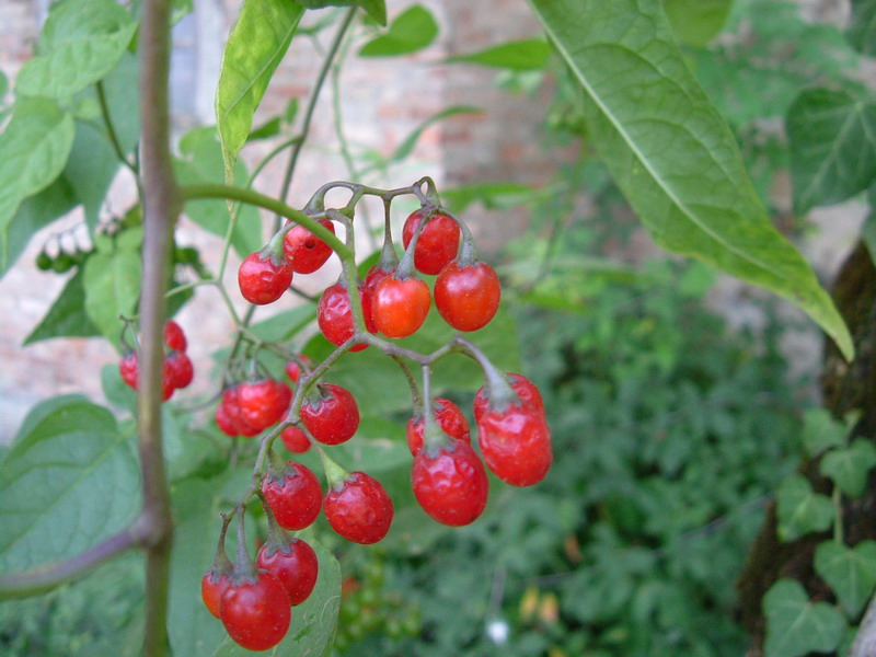 Lungo un canale 1 - Solanum dulcamara