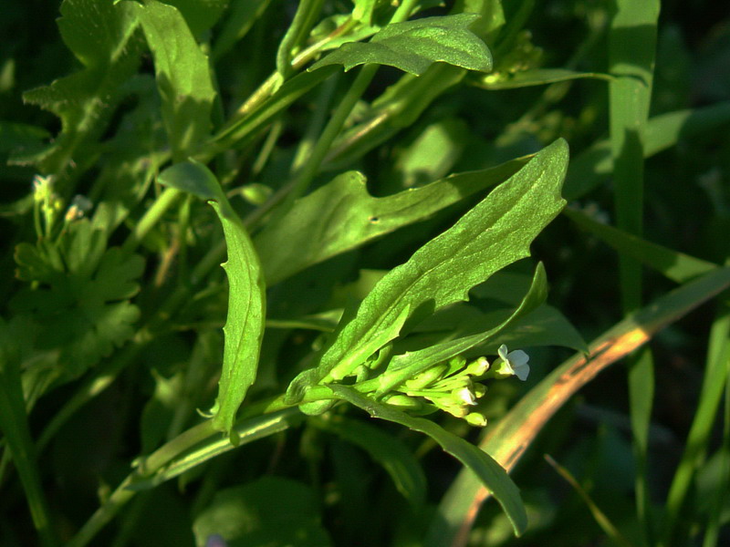 Da determinare2 - Calepina irregularis