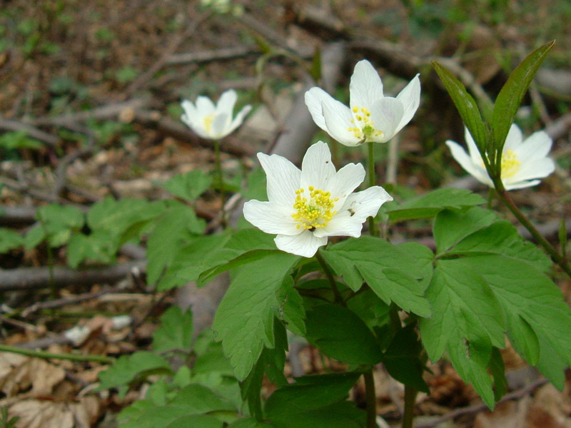 Nel bosco - Anemone nemorosa