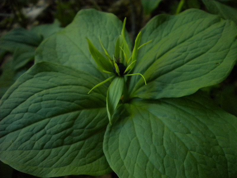 Paris quadrifolia