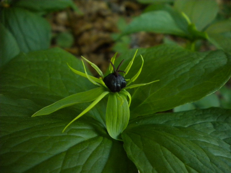 Paris quadrifolia