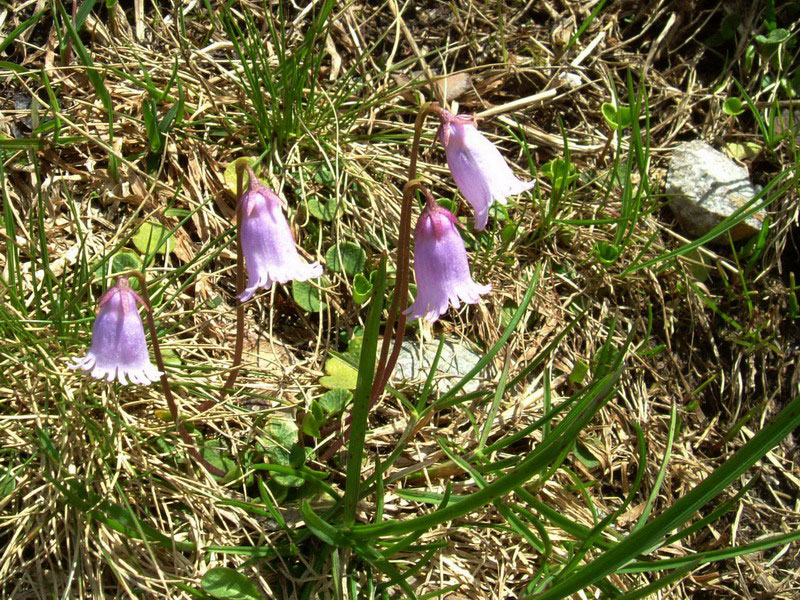 Soldanella pusilla / Soldanella piccola