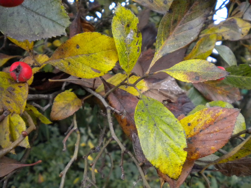 Sorbus aria