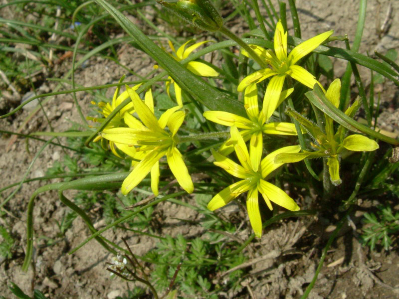 Lutea o Villosa??