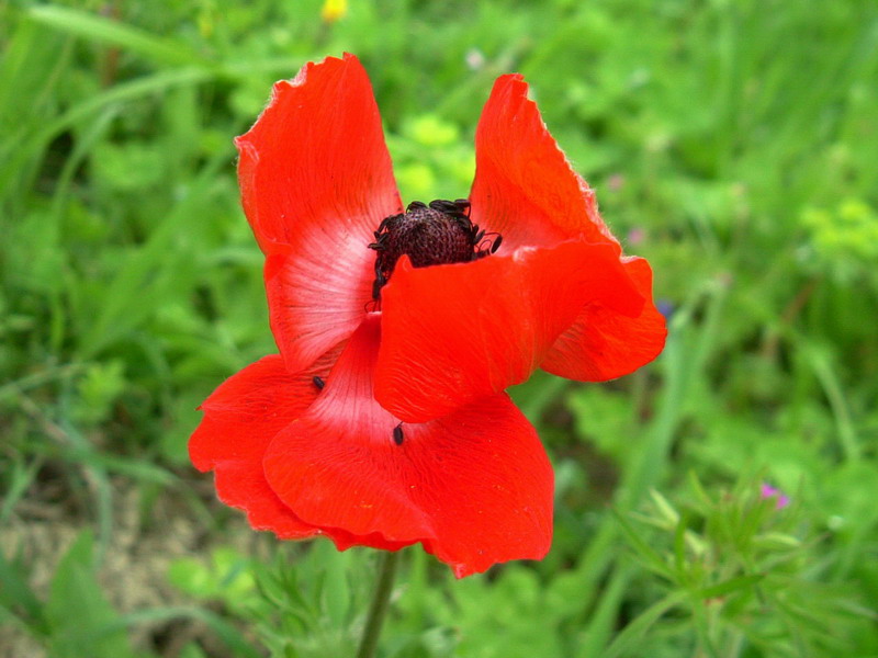 Che spettacolo - Anemone coronaria