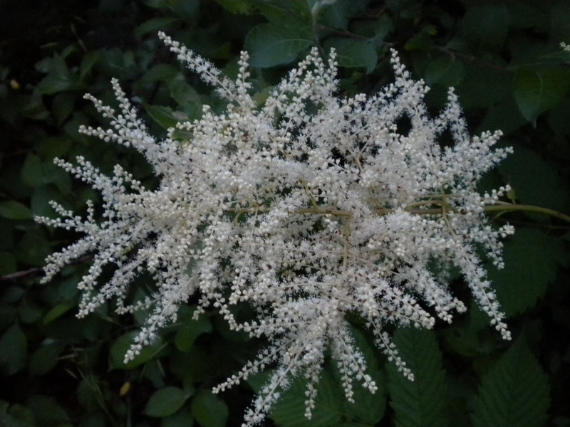 Aruncus dioicus