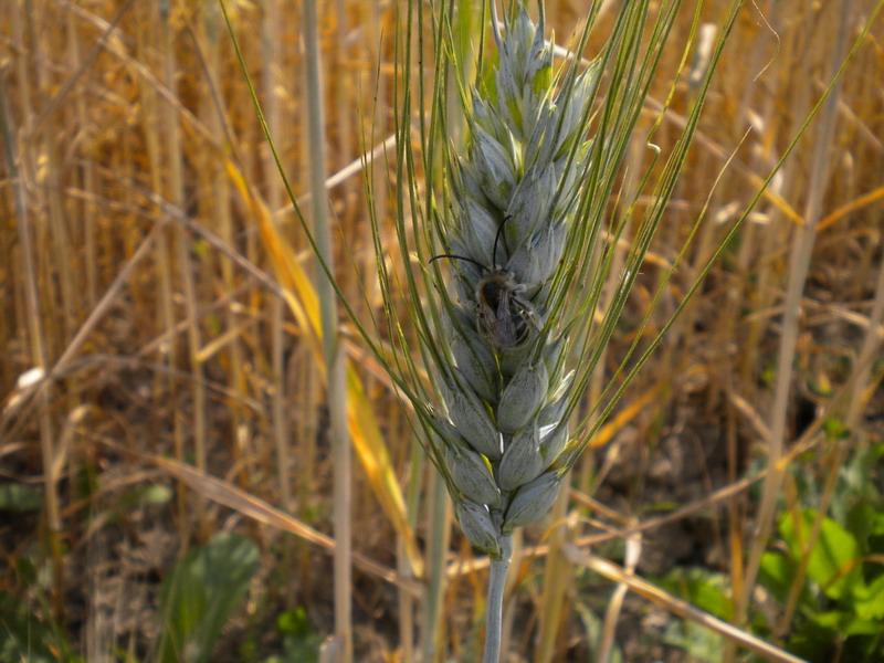 maschi di Eucera sp. a riposo