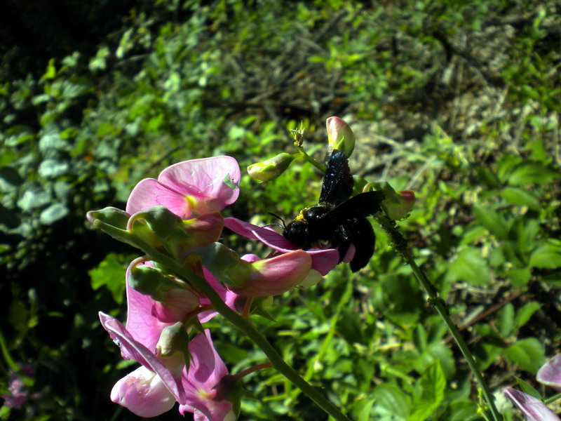 Tutto nero: Xylocopa sp.