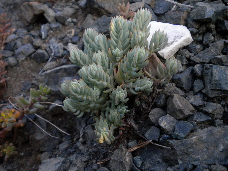 Sedum monregalense, Sedum album e Sedum sp.